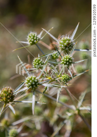 In the wild grows a thistle Eryngium Campestre, known as field eryngo. It is a species of Eryngium, which is used medicinally In the wild grows a thistle Eryngium Campestre, known as field eryngo. It is a species of Eryngium, which is used medicinally 129910599