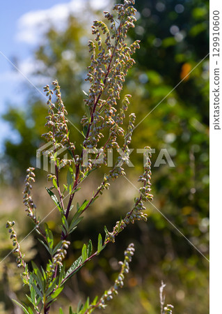 Artemisia vulgaris common mugwort allergen flowering 129910600