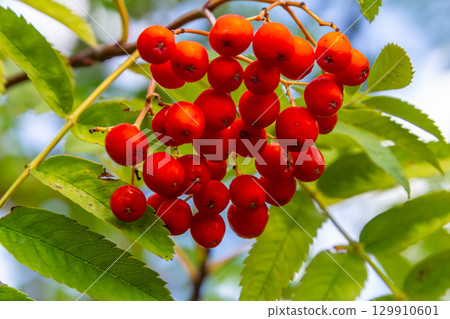 A bunch of red rowan berries on a tree A bunch of red rowan berries on a tree 129910601