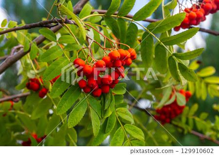 A bunch of red rowan berries on a tree 129910602