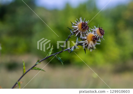 Carlina biebersteinii plant at field at nature. Carlina vulgaris or Carline thistle, family Asteraceae Compositae. Carlina corymbosa Carlina biebersteinii plant at field at nature. Carlina vulgaris or Carline thistle, family Asteraceae Compositae. Carlina corymbosa 129910603