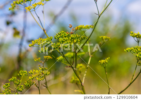 Close up of Wild Parsnip Pastinaca sativa yellow blossoms Close up of Wild Parsnip Pastinaca sativa yellow blossoms 129910604