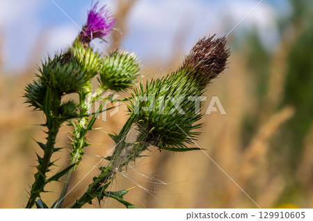 The bright purple flower of the carduus acanthoides, known as the spiny plumeless thistle, welted thistle, or plumeless thistle in front of the dark forest background 129910605