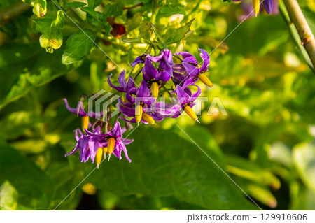 Bittersweet nightshade Solanum dulcamara flowers and buds with leaves. Place for text Bittersweet nightshade Solanum dulcamara flowers and buds with leaves. Place for text 129910606