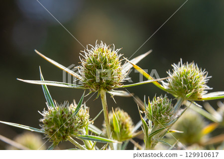 In the wild grows a thistle Eryngium Campestre, known as field eryngo. It is a species of Eryngium, which is used medicinally In the wild grows a thistle Eryngium Campestre, known as field eryngo. It is a species of Eryngium, which is used medicinally 129910617