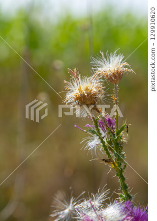 The bright purple flower of the carduus acanthoides, known as the spiny plumeless thistle, welted thistle, or plumeless thistle in front of the dark forest background 129910620