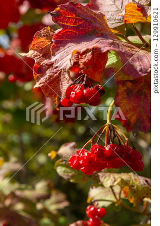 Viburnum ordinary , or Viburnum red Viburnum opulus is a deciduous woody plant in autumn 129910621