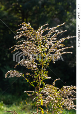 Canadian goldenrod, cluster of small yellow flower heads, close up. Solidago canadensis or brendiae is an ornamental perennial herb, herbaceous flowering plant of the family Asteraceae, Compositae Canadian goldenrod, cluster of small yellow flower heads, close up. Solidago canadensis or brendiae is an ornamental perennial herb, herbaceous flowering plant of the family Asteraceae, Compositae 129910622