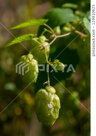 Hops flowers, of the hop plant Humulus lupulus, for beer production growing in the Bavaria by the Danube river on a sunny day 129910625