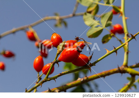 Red dog rose berries in autumn season. Many Red rosehip fruits and green leaves in sunny day 129910627