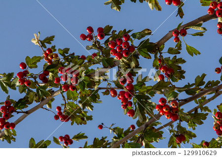 clusters of red fruits Crataegus coccinata tree close up clusters of red fruits Crataegus coccinata tree close up 129910629