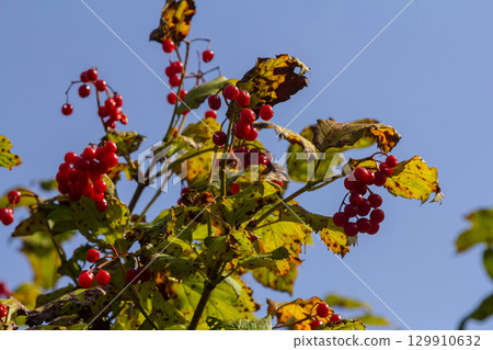 Viburnum ordinary , or Viburnum red Viburnum opulus is a deciduous woody plant in autumn Viburnum ordinary , or Viburnum red Viburnum opulus is a deciduous woody plant in autumn 129910632