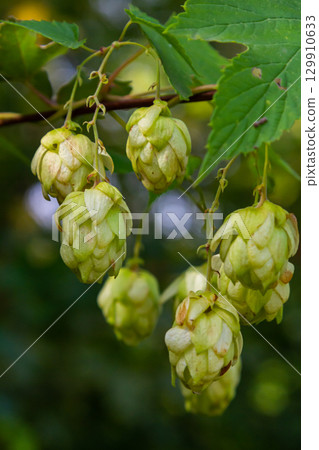 Hops flowers, of the hop plant Humulus lupulus, for beer production growing in the Bavaria by the Danube river on a sunny day Hops flowers, of the hop plant Humulus lupulus, for beer production growing in the Bavaria by the Danube river on a sunny day 129910633