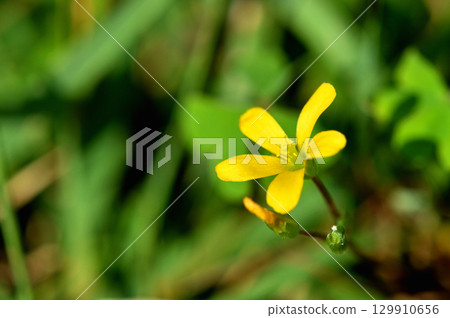 [Flowers blooming in the wild] Oxalis flowers 129910656