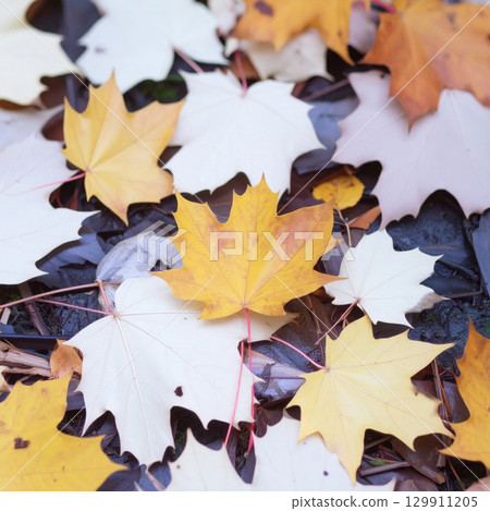 Scattered Colorful Autumn Maple Leaves on Dark Ground Texture Pattern Background 129911205