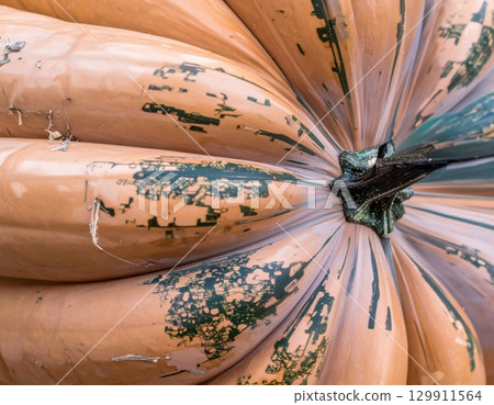Close up Orange Pumpkin with Green Markings and Textured Surface in Harvest Season 129911564