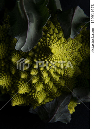 botanic, botanical, vegetative 129911678