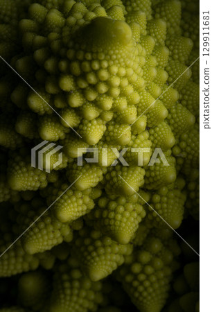 botanic, botanical, vegetative 129911681