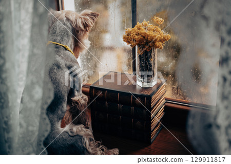 A yorkie gazing out the window on a rainy day with books and flowers. A Yorkshire Terrier doggy, lap dog on a windowsill in autumnal rainy day. 129911817
