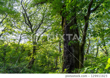 【日本百座名山】鳥取縣西伯郡大山町大山烏托邦路線的天然森林 129911823