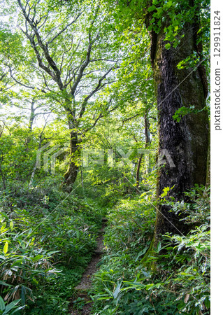 【日本百座名山】鳥取縣西伯郡大山町大山烏托邦路線登山道與自然森林 129911824