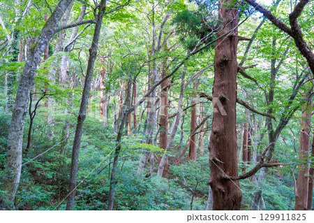 【日本百座名山】鳥取縣西伯郡大山町大山烏托邦路線森林 【日本百座名山】鳥取縣西伯郡大山町大山烏托邦路線森林 129911825