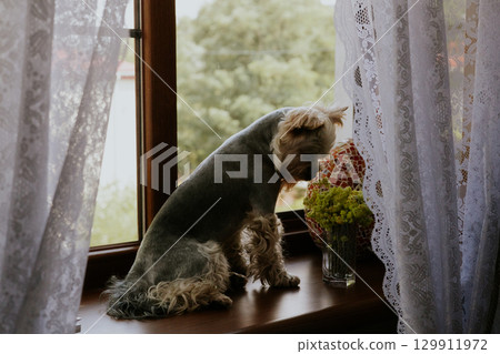 A curious Yorkshire Terrier sits on a windowsill looking out the window on sunny day. A small doggy lapdog looks out of a window with a vase of yellow flowers on the windowsill. Domestic animal canine A curious Yorkshire Terrier sits on a windowsill looking out the window on sunny day. A small doggy lapdog looks out of a window with a vase of yellow flowers on the windowsill. Domestic animal canine 129911972