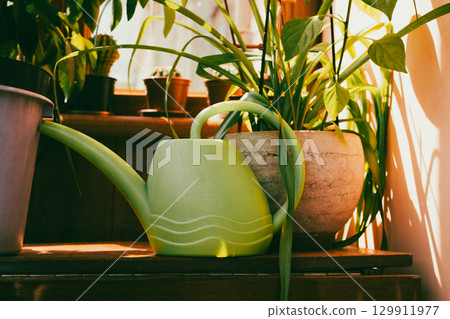 Green watering can rests beside potted plants in warm sunlight. A green watering can with various potted plants in soft sunlight in home garden. 129911977