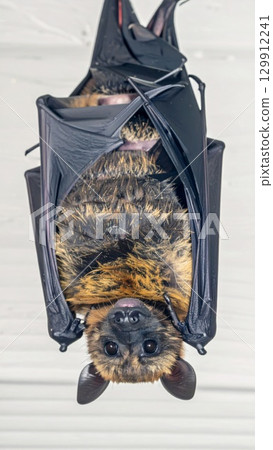 Detailed Portrait of a Brown Bat Hanging Upside Down with Wide Eyes and Fur 129912241
