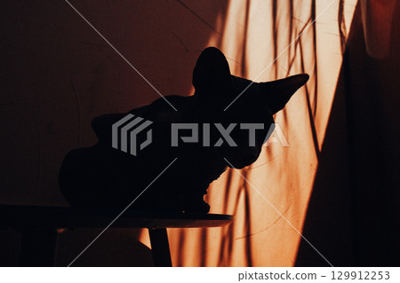 A shadowed portrait of a Sphinx cat, featuring texture and a warm backdrop. Close-up of a feline pet in the profile, showcasing textured skin and dramatic lighting with an orange backdrop. A shadowed portrait of a Sphinx cat, featuring texture and a warm backdrop. Close-up of a feline pet in the profile, showcasing textured skin and dramatic lighting with an orange backdrop. 129912253