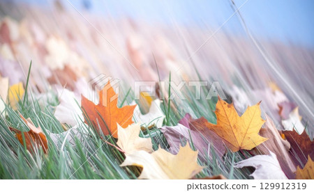 Autumnal Maple Leaves on Green Grass with Soft Focus Background in Daylight Autumnal Maple Leaves on Green Grass with Soft Focus Background in Daylight 129912319