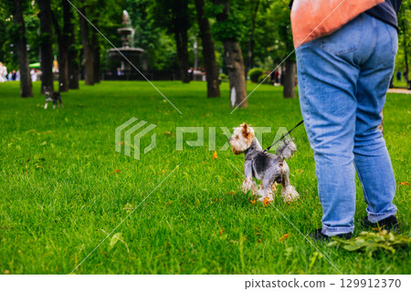 A happy Yorkshire Terrier enjoys a walk in the park on a sunny summer day. A Yorkie doggy walking on a leash walks on the grass in a park, with a person's legs and a fountain in the background. A happy Yorkshire Terrier enjoys a walk in the park on a sunny summer day. A Yorkie doggy walking on a leash walks on the grass in a park, with a person's legs and a fountain in the background. 129912370