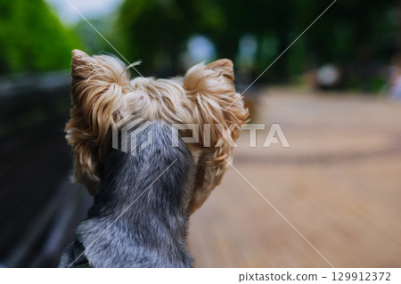 A yorkshire terrier gazing into the distance outdoors. A dog looking away with beautiful fur, in an outdoor with blurred background. Attentive doggy A yorkshire terrier gazing into the distance outdoors. A dog looking away with beautiful fur, in an outdoor with blurred background. Attentive doggy 129912372