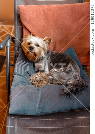 A charming Yorkshire Terrier sits on a comfortable cushion in a chair, looking at the viewer. A small Yorkshire Terrier relaxes on a blue cushion on a chair, looking directly at the camera. 129912375