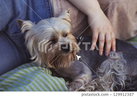 A cute yorkshire terrier dog being pet by a person's hand while relaxing lying on a blank. A person's hand gently petting a Yorkshire Terrier dog A cute yorkshire terrier dog being pet by a person's hand while relaxing lying on a blank. A person's hand gently petting a Yorkshire Terrier dog 129912387