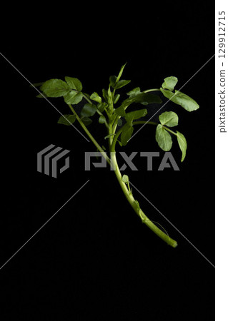 西洋菜 129912715