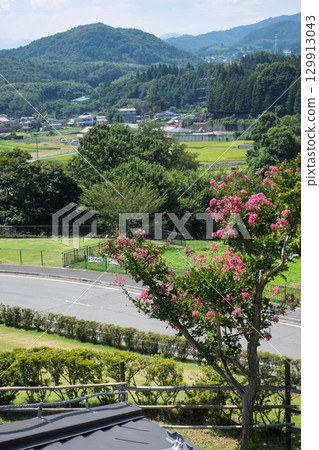 Crape myrtle flowers blooming on the hill of the observation deck at Nakayama Basin Roadside Station, Takayama Village, Gunma Prefecture 129913043