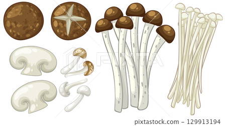 Diverse Mushroom Varieties Vector Illustration 129913194
