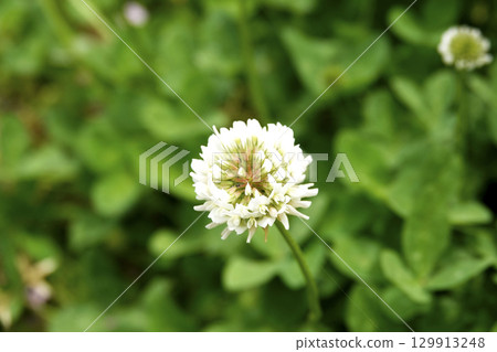 姬和菖蒲的白色小花在春日陽光下綻放。 129913248