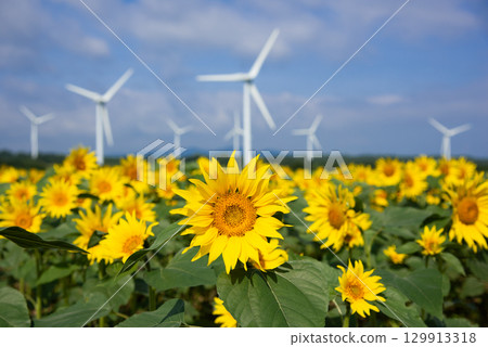 Sunflowers on the Nunobiki Plateau Sunflowers on the Nunobiki Plateau 129913318