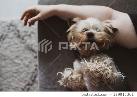 A cute Yorkshire Terrier dog enjoys a cozy nap on a grey sofa with its owner's arm. A small yorkie doggy resting peacefully in relaxed indoor setting. 129913361