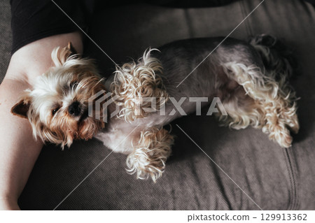 A cute Yorkshire Terrier dog enjoys a cozy nap on a grey sofa with its owner's arm. A small yorkie doggy resting peacefully in relaxed indoor setting. 129913362