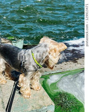 A cute Yorkshire Terrier enjoys a sunny day near the ocean waters. A small dog stands at the edge of a concrete structure, looking out at the river with green algae water in bloom. Summertime walking. A cute Yorkshire Terrier enjoys a sunny day near the ocean waters. A small dog stands at the edge of a concrete structure, looking out at the river with green algae water in bloom. Summertime walking. 129913471
