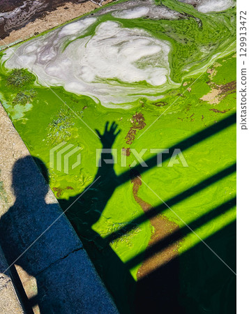 The shadow of a reaching hand contrasts with a green algae bloom. A striking silhouette of a person's hand and arm is cast across a vibrant green algae bloom, a contrast of light and shadow. Ecology. The shadow of a reaching hand contrasts with a green algae bloom. A striking silhouette of a person's hand and arm is cast across a vibrant green algae bloom, a contrast of light and shadow. Ecology. 129913472