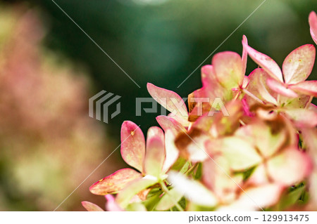 Vibrant pink and green hydrangea blossoms in a spring summer garden. 129913475