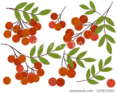 Hand drawn set of ripe rowan berries 129913493