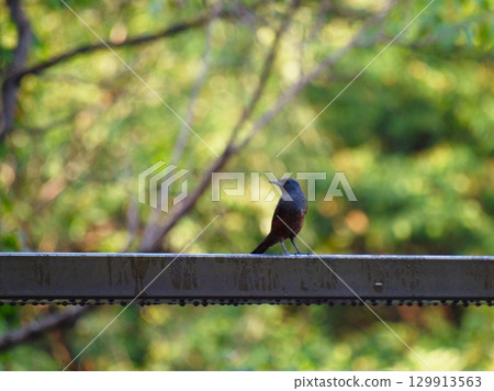 A Rock Thrush on the railing of a bridge A Rock Thrush on the railing of a bridge 129913563