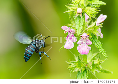 Rurimon bee sucking nectar Rurimon bee sucking nectar 129913574