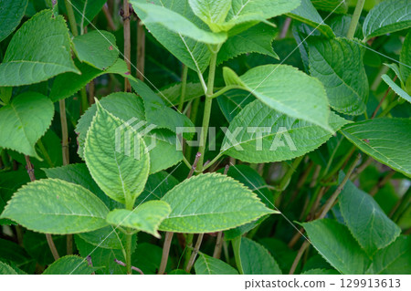 Close-up of vibrant green hydrangea leaves with detailed textures in a lush garden during daylight 129913613