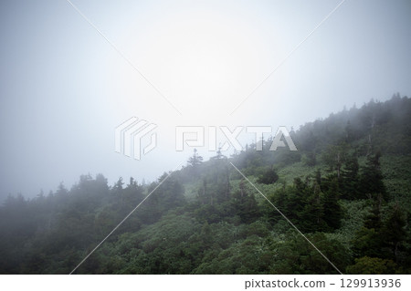 Foggy forest Foggy forest 129913936